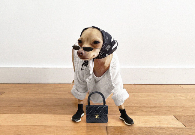 Gặp gỡ chú chó Chihuahua sành điệu nhất thế giới:  Diện đồ hiệu như fashionista thực thụ và có gần 100.000 người hâm mộ trên mạng xã hội - Ảnh 12.
