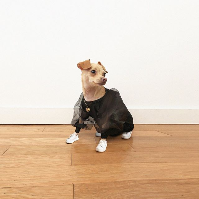 Gặp gỡ chú chó Chihuahua sành điệu nhất thế giới:  Diện đồ hiệu như fashionista thực thụ và có gần 100.000 người hâm mộ trên mạng xã hội - Ảnh 14.