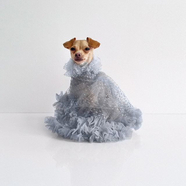 Gặp gỡ chú chó Chihuahua sành điệu nhất thế giới:  Diện đồ hiệu như fashionista thực thụ và có gần 100.000 người hâm mộ trên mạng xã hội - Ảnh 16.