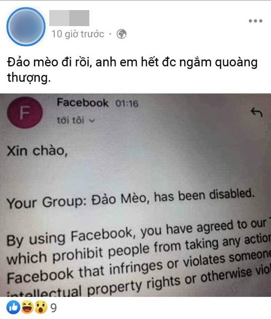 Đảo Mèo - group có đến hơn 2 triệu thành viên nổi tiếng nhất nhì MXH về thú cưng bất ngờ biến mất, xôn xao tin dàn admin bị tố bóc lột thú cưng, lừa đảo quyên góp? - Ảnh 3.