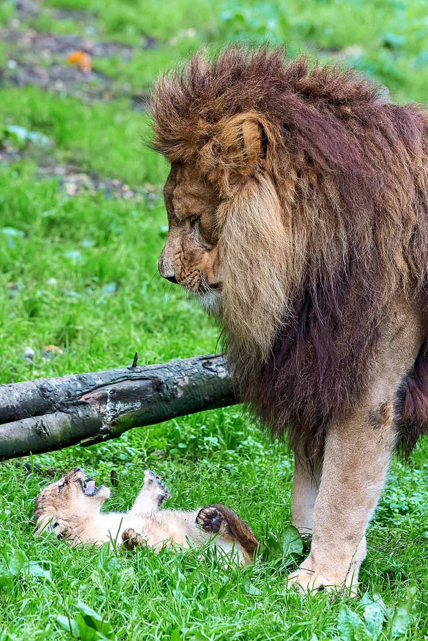 Làm cha khó lắm: Mẹ vắng nhà, sư tử bố bất lực trước lũ con nghịch như quỷ khiến dân mạng vừa buồn cười vừa thương - Ảnh 2.