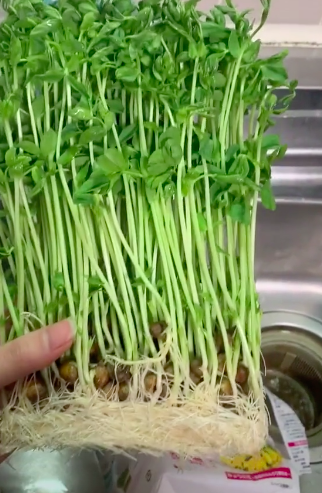 Cô gái Việt bật mí loại rau ở Nhật có thể tái chế tại nhà, ăn xong rau tự mọc lên cái mới khỏi phải tốn tiền mua nhiều lần - Ảnh 2.