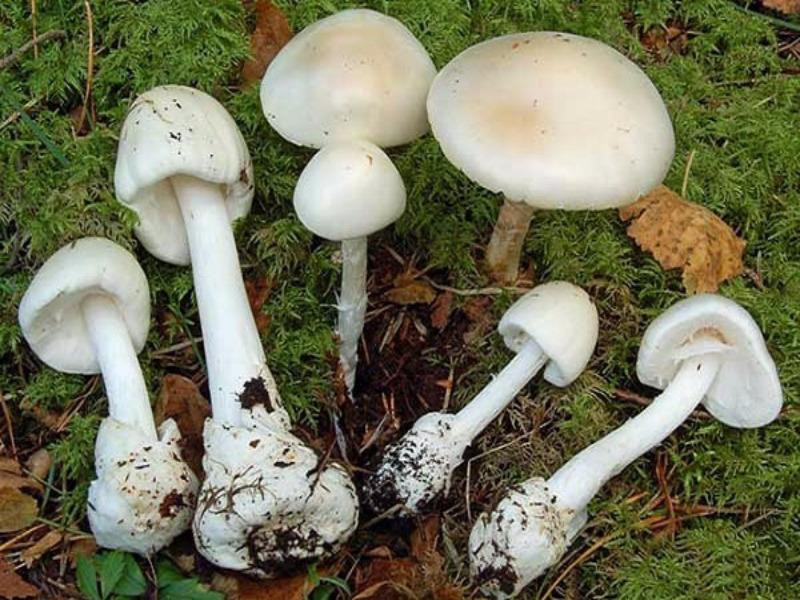 Опята бледная поганка. Белая поганка гриб. Бледная поганка белая. Белая поганка и белый гриб. Несъедобные грибы Волгоградской области.