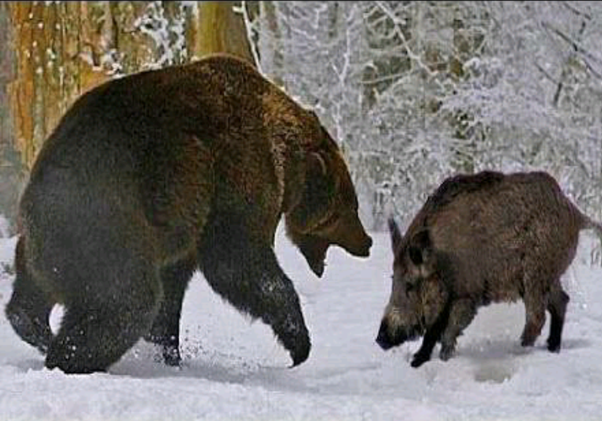 Thế giới động vật: Gấu ghì cả cơ thể lên người con mồi rồi ăn tươi