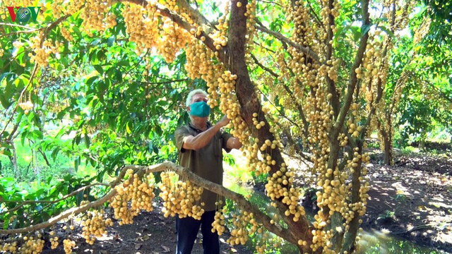 Những vườn dâu chín rụng nhưng chưa có thương lái tìm mua - Ảnh 11.