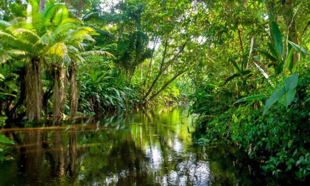 Cảnh báo đáng sợ: Sau khi hết Covid-19, rừng Amazon sẽ là nguồn lây nhiễm virus corona kế tiếp và lỗi hoàn toàn nằm ở con người - Ảnh 4.