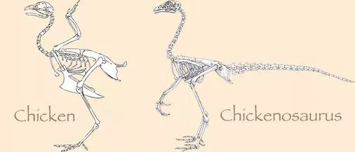 Chuyện lạ: Hồi sinh khủng long ăn thịt đã tuyệt chủng 65 triệu năm từ gà? - Ảnh 3.