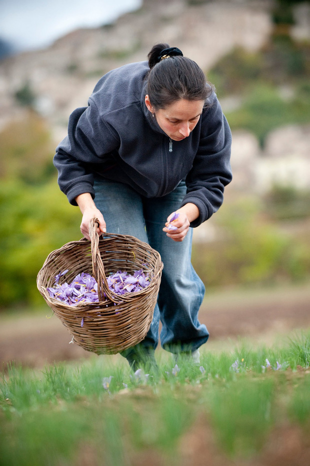 Cận cảnh quá trình thu hoạch saffron - thứ gia vị đắt nhất thế giới được mệnh danh “vàng đỏ“ có giá hàng tỷ đồng/kg, từng được Nữ hoàng Ai Cập dùng để dưỡng nhan - Ảnh 4.