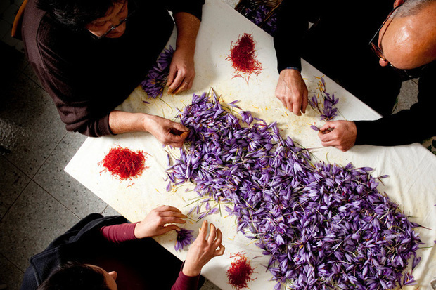 Cận cảnh quá trình thu hoạch saffron - thứ gia vị đắt nhất thế giới được mệnh danh “vàng đỏ“ có giá hàng tỷ đồng/kg, từng được Nữ hoàng Ai Cập dùng để dưỡng nhan - Ảnh 10.