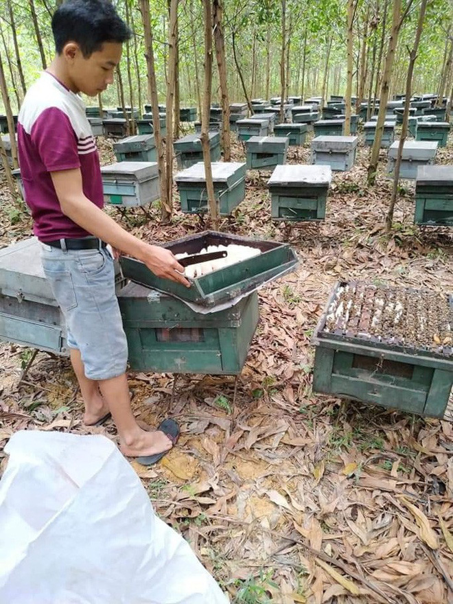 Điều tra vụ hàng trăm thùng ong nuôi trong rừng chết la liệt, nghi bị kẻ xấu đầu độc - Ảnh 1.