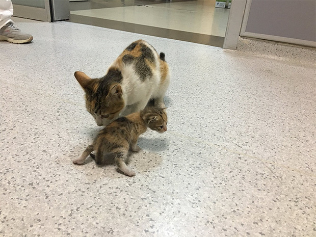 Ấm lòng hình ảnh mèo mẹ bế mèo con tới bệnh viện để khám bệnh, được các bác sĩ nhiệt tình giúp đỡ - Ảnh 1.