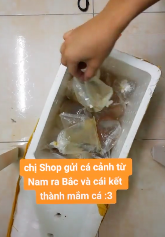 Mua đàn cá vàng từ Nam chuyển ra Bắc, ngày hàng tới khổ chủ muốn á khẩu khi thấy hàng chục bịch “mắm cá tươi” nằm bên trong - Ảnh 1.