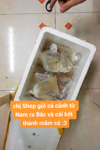 Mua đàn cá vàng từ Nam chuyển ra Bắc, ngày hàng tới khổ chủ muốn á khẩu khi thấy hàng chục bịch “mắm cá tươi” nằm bên trong - Ảnh 2.