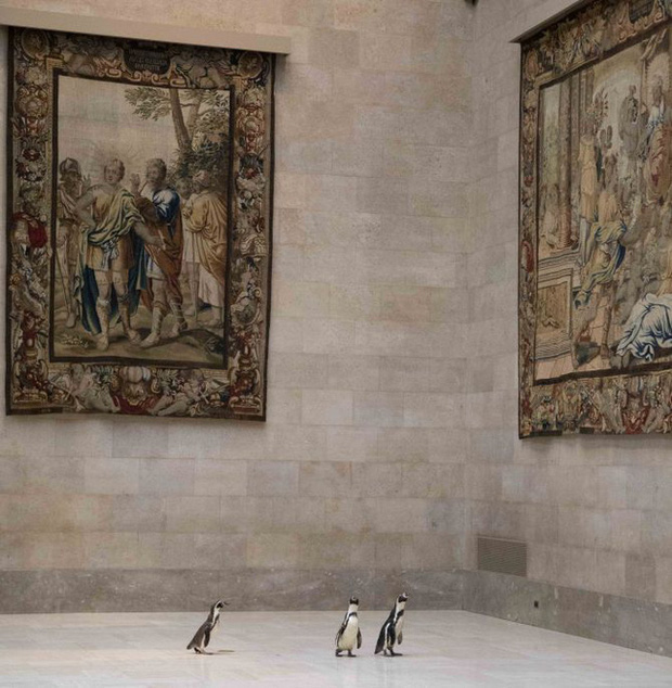 Ba chú chim cánh cụt được mời đến tham quan và thưởng thức nghệ thuật đỉnh cao trong bảo tàng Mỹ mùa cách ly - Ảnh 2.