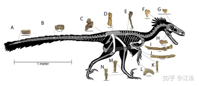 Nghiên cứu mới cho thấy người anh em của khủng long Velociraptor tại Bắc Mỹ có tổ tiên bắt nguồn từ Châu Á - Ảnh 12.