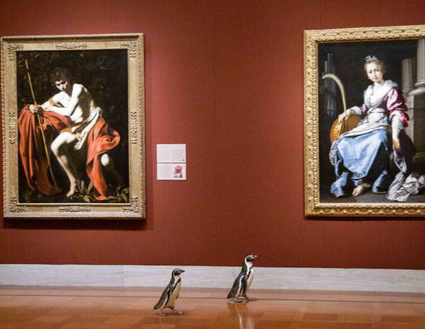 Ba chú chim cánh cụt được mời đến tham quan và thưởng thức nghệ thuật đỉnh cao trong bảo tàng Mỹ mùa cách ly - Ảnh 4.