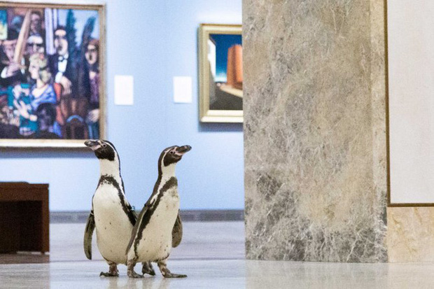 Ba chú chim cánh cụt được mời đến tham quan và thưởng thức nghệ thuật đỉnh cao trong bảo tàng Mỹ mùa cách ly - Ảnh 6.