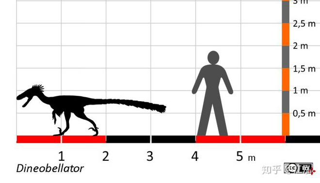 Nghiên cứu mới cho thấy người anh em của khủng long Velociraptor tại Bắc Mỹ có tổ tiên bắt nguồn từ Châu Á - Ảnh 6.
