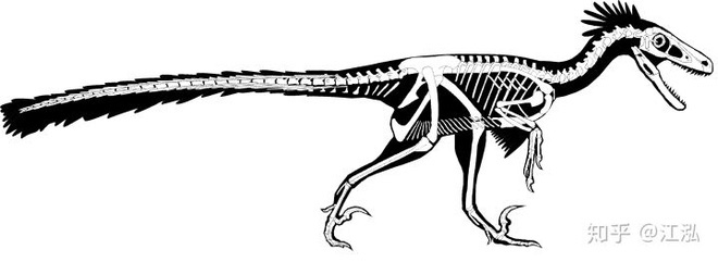 Nghiên cứu mới cho thấy người anh em của khủng long Velociraptor tại Bắc Mỹ có tổ tiên bắt nguồn từ Châu Á - Ảnh 7.