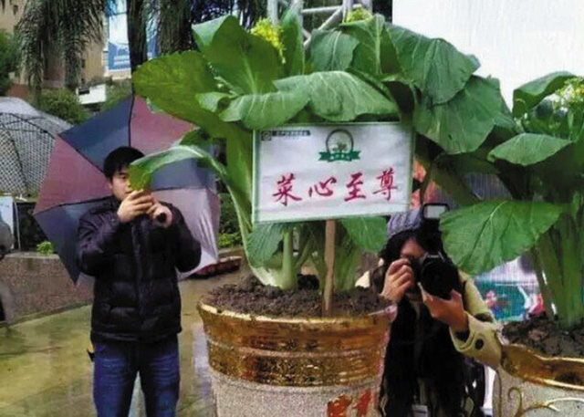 “Đắt hơn cả vàng” chính là 6 loại rau củ sinh ra chỉ dành cho giới siêu giàu này, cái tên cuối cùng có giá tới… 7,4 tỷ đồng - Ảnh 17.