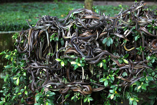 Mỗi mét vuông 5 con rắn độc bậc nhất hành tinh: Hòn đảo nguy hiểm nhất thế giới, cấm tuyệt đối con người bén mảng tới - Ảnh 2.