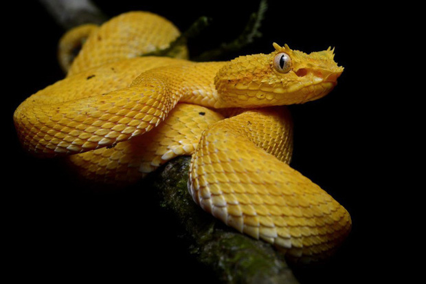 Mỗi mét vuông 5 con rắn độc bậc nhất hành tinh: Hòn đảo nguy hiểm nhất thế giới, cấm tuyệt đối con người bén mảng tới - Ảnh 3.