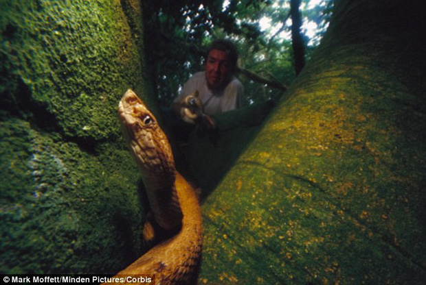 Mỗi mét vuông 5 con rắn độc bậc nhất hành tinh: Hòn đảo nguy hiểm nhất thế giới, cấm tuyệt đối con người bén mảng tới - Ảnh 4.