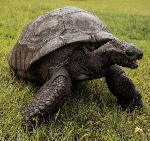Cụ rùa khổng lồ sống qua 3 thế kỷ, chứng kiến nhiều sự kiện quan trọng của thế giới và đến giờ vẫn ung dung hưởng thái bình - Ảnh 3.