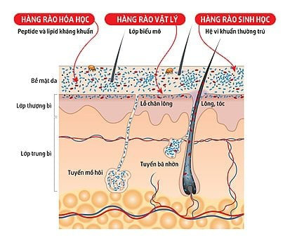 Bác sĩ BV Đại học Y Dược tiết lộ 1 cửa ngõ giúp vi khuẩn tấn công phổi rất ít người biết - Ảnh 2.