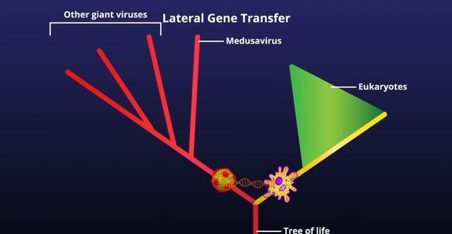 Loại virus cổ đại có thể biến sinh vật trở thành đá như Medusa trong thần thoại Hy Lạp - Ảnh 5.