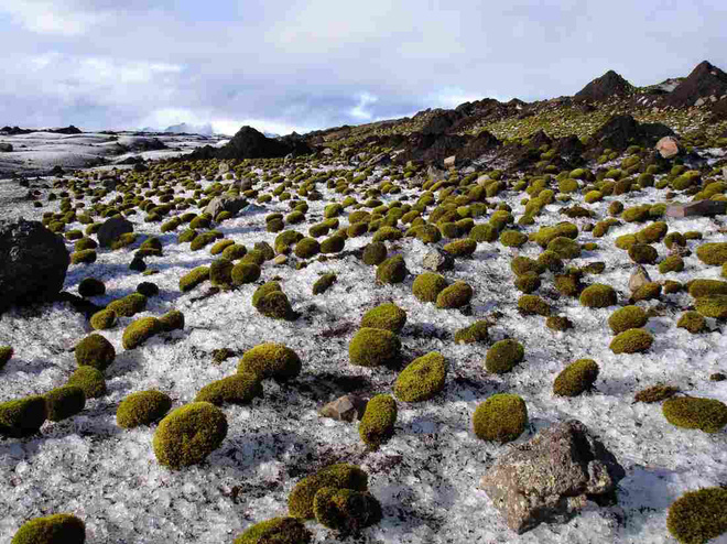 Chuột sông băng: Những cục rêu dẻo như bánh nếp biết tự di chuyển làm đau đầu giới khoa học - Ảnh 1.