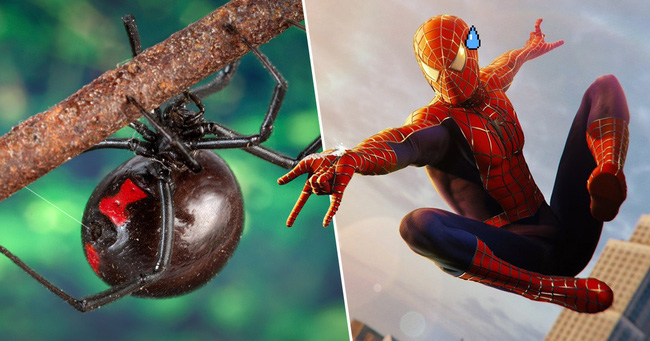3 anh em tự cho con nhện độc nhất thế giới cắn để biến thành Spider-man - Ảnh 2.