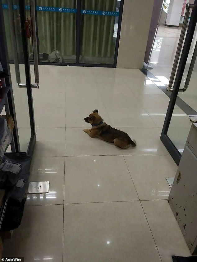 Chủ qua đời vì COVID-19, chó cưng vẫn chờ đợi suốt 3 tháng ở bệnh viện - Ảnh 1.