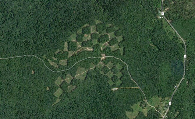 Khu vực rừng kỳ lạ trông giống như một bàn cờ khi được nhìn từ trên cao - Ảnh 2.