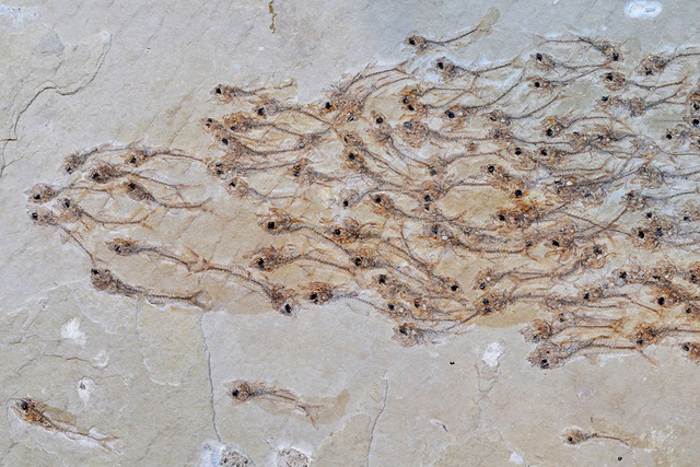 Đàn cá niên đại 50 triệu năm; tôm hùm to hơn người siêu quý hiếm lộ diện đầu tiên trên Trái Đất - Ảnh 2.