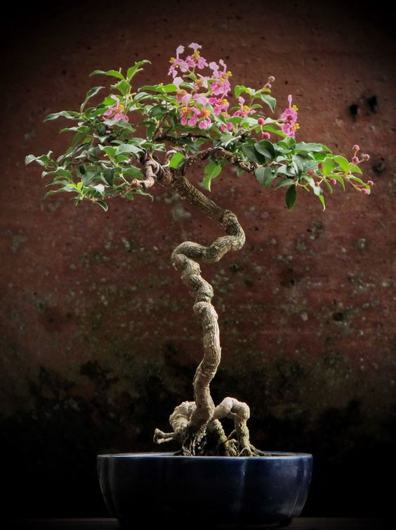 Hoa giấy leo giàn thì rực rỡ rồi, nhưng tạo thế bonsai vừa đẹp vừa sang mới là lựa chọn lý tưởng cho nhà nhỏ hẹp - Ảnh 10.