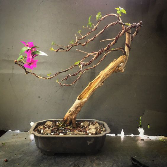 Hoa giấy leo giàn thì rực rỡ rồi, nhưng tạo thế bonsai vừa đẹp vừa sang mới là lựa chọn lý tưởng cho nhà nhỏ hẹp - Ảnh 11.