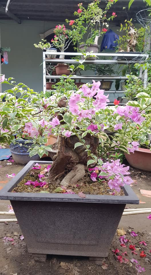 Hoa giấy leo giàn thì rực rỡ rồi, nhưng tạo thế bonsai vừa đẹp vừa sang mới là lựa chọn lý tưởng cho nhà nhỏ hẹp - Ảnh 3.