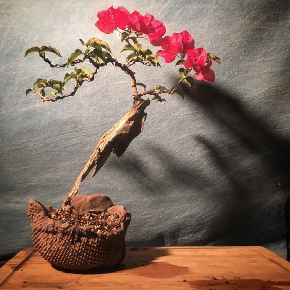 Hoa giấy leo giàn thì rực rỡ rồi, nhưng tạo thế bonsai vừa đẹp vừa sang mới là lựa chọn lý tưởng cho nhà nhỏ hẹp - Ảnh 12.