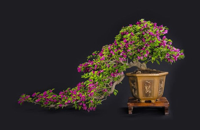 Hoa giấy leo giàn thì rực rỡ rồi, nhưng tạo thế bonsai vừa đẹp vừa sang mới là lựa chọn lý tưởng cho nhà nhỏ hẹp - Ảnh 4.