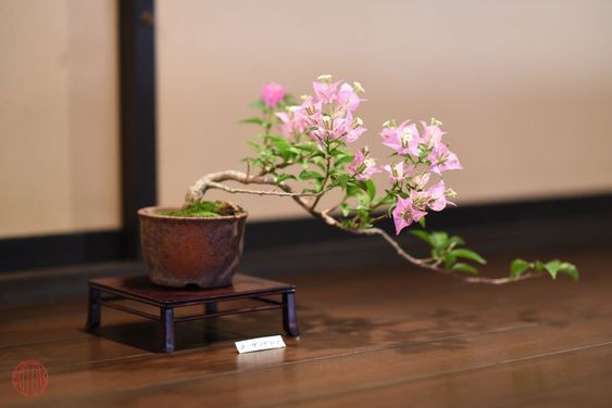 Hoa giấy leo giàn thì rực rỡ rồi, nhưng tạo thế bonsai vừa đẹp vừa sang mới là lựa chọn lý tưởng cho nhà nhỏ hẹp - Ảnh 13.