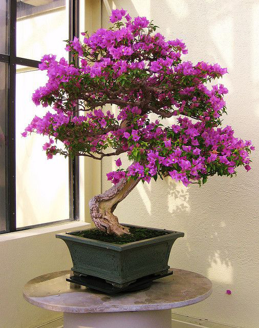 Hoa giấy leo giàn thì rực rỡ rồi, nhưng tạo thế bonsai vừa đẹp vừa sang mới là lựa chọn lý tưởng cho nhà nhỏ hẹp - Ảnh 5.