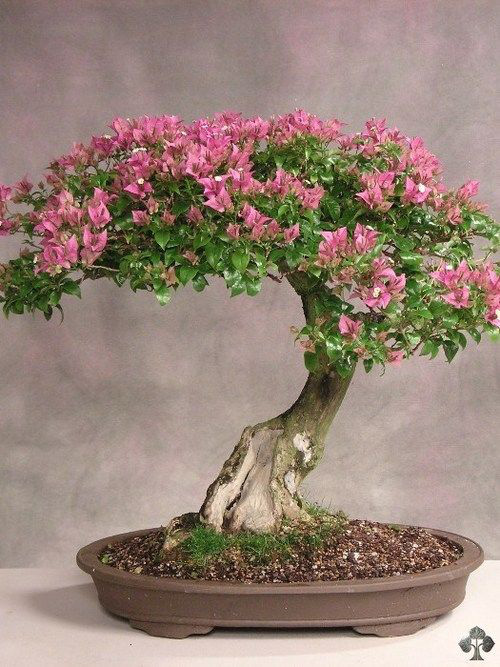 Hoa giấy leo giàn thì rực rỡ rồi, nhưng tạo thế bonsai vừa đẹp vừa sang mới là lựa chọn lý tưởng cho nhà nhỏ hẹp - Ảnh 6.