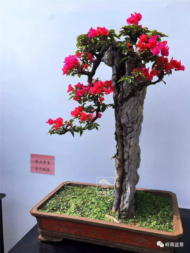 Hoa giấy leo giàn thì rực rỡ rồi, nhưng tạo thế bonsai vừa đẹp vừa sang mới là lựa chọn lý tưởng cho nhà nhỏ hẹp - Ảnh 7.