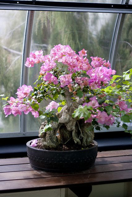 Hoa giấy leo giàn thì rực rỡ rồi, nhưng tạo thế bonsai vừa đẹp vừa sang mới là lựa chọn lý tưởng cho nhà nhỏ hẹp - Ảnh 16.