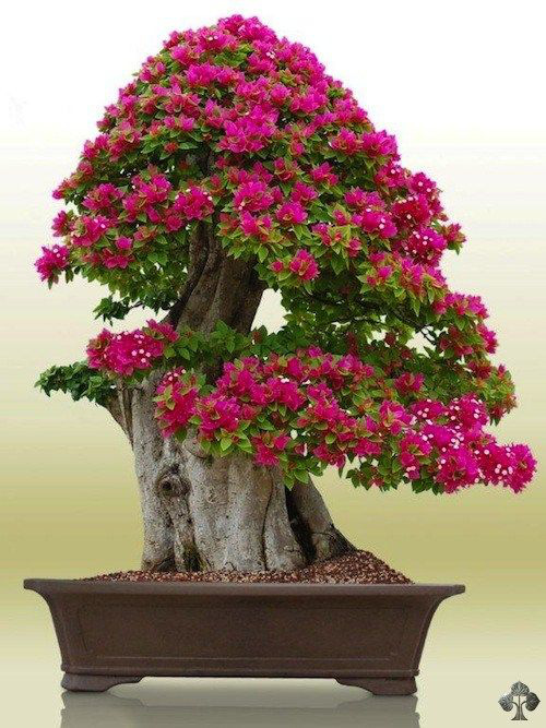 Hoa giấy leo giàn thì rực rỡ rồi, nhưng tạo thế bonsai vừa đẹp vừa sang mới là lựa chọn lý tưởng cho nhà nhỏ hẹp - Ảnh 8.