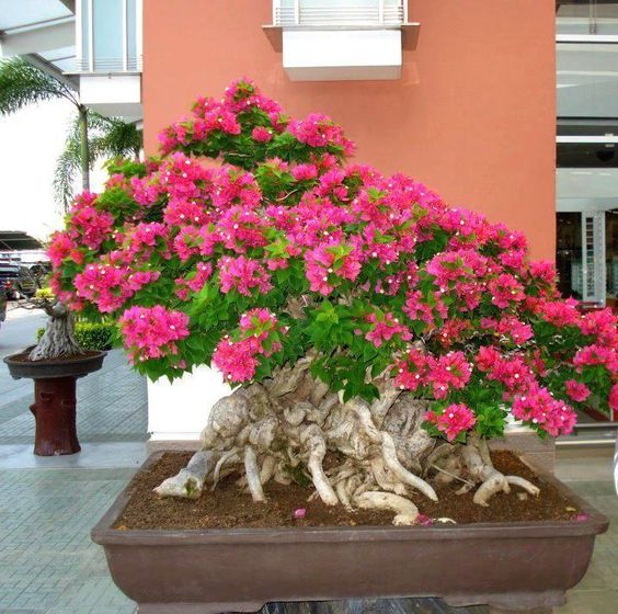 Hoa giấy leo giàn thì rực rỡ rồi, nhưng tạo thế bonsai vừa đẹp vừa sang mới là lựa chọn lý tưởng cho nhà nhỏ hẹp - Ảnh 9.