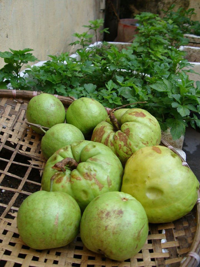 Tưởng là ổi nhưng hoá ra loại trái cây này đã khiến biết bao người nhầm lẫn, còn được xem là “cụ tổ” của các loại quả chua - Ảnh 3.