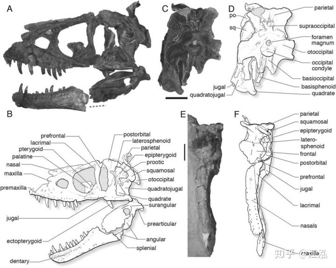 Nghiên cứu mới cho thấy khủng long bạo chúa Tyrannosaurus dựa vào giác quan thứ sáu để yêu? - Ảnh 4.