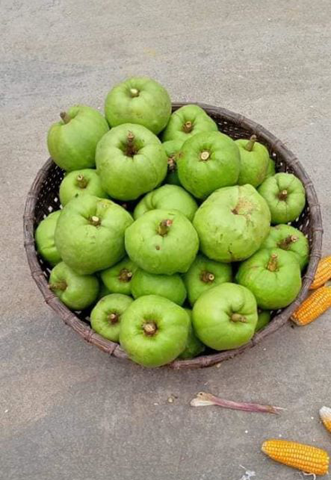 Tưởng là ổi nhưng hoá ra loại trái cây này đã khiến biết bao người nhầm lẫn, còn được xem là “cụ tổ” của các loại quả chua - Ảnh 4.